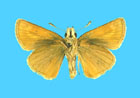 female - click to enlarge