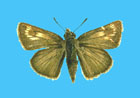 female - click to enlarge