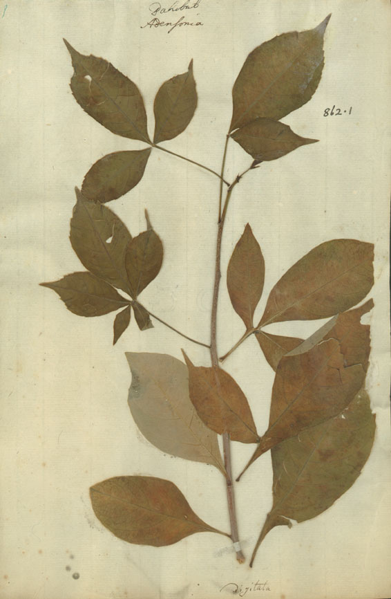 https://www.nhm.ac.uk/resources/research-curation/projects/linnaean-typification/lgimages/HL862.1.JPG
