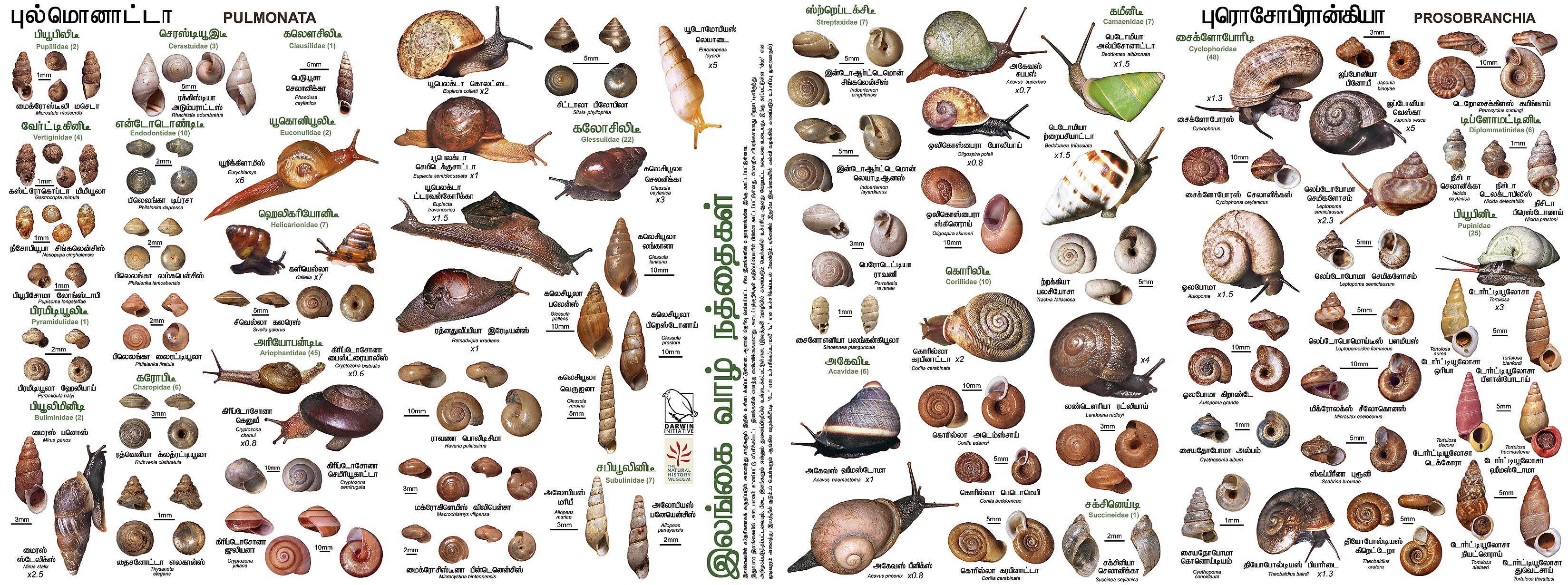 Snail Identification Chart