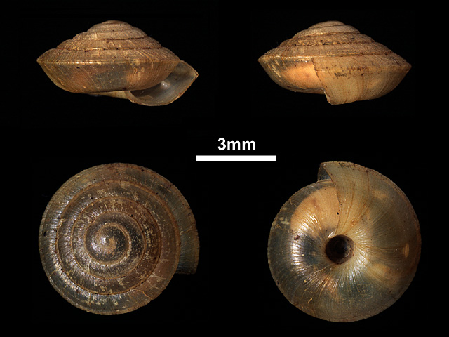 image of Ruthvenia caliginosa