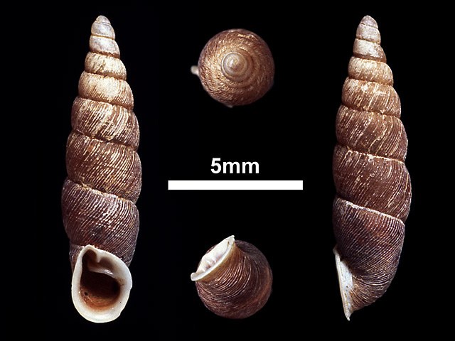 image of Phaedusa ceylanica