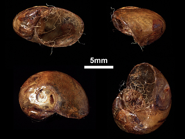 image of Ratnadvipia edgariana (a)