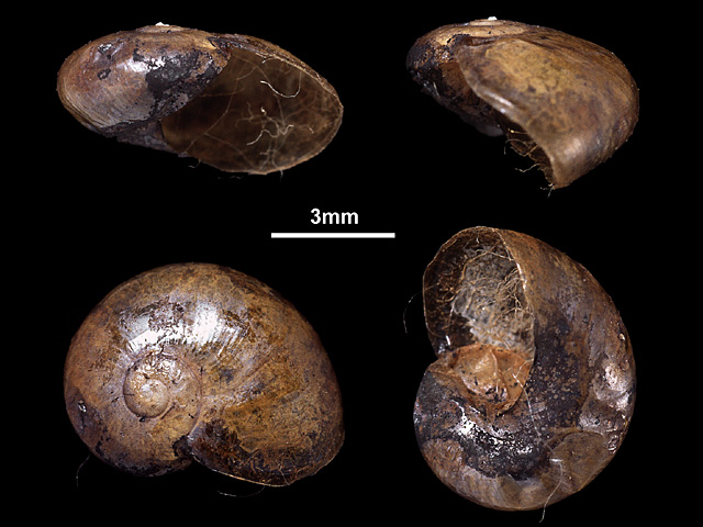 image of Ratnadvipia edgariana (b)