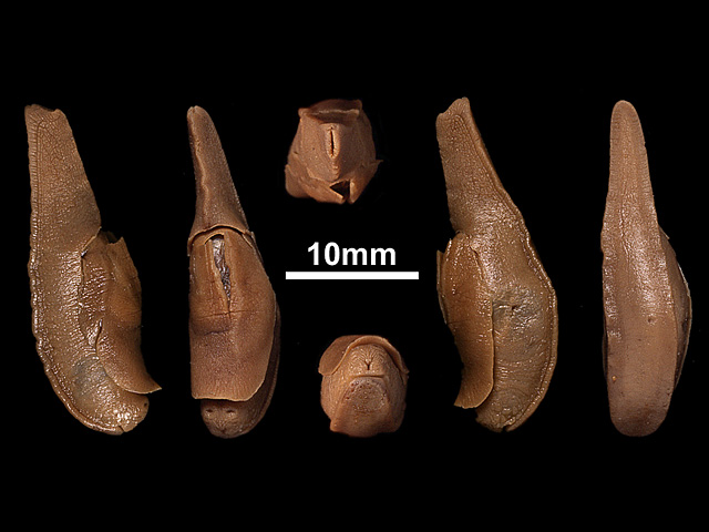 image of Mariaella dussumieri (a)