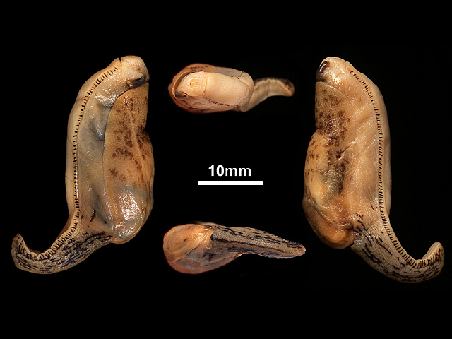 image of Mariaella dussumieri (b)
