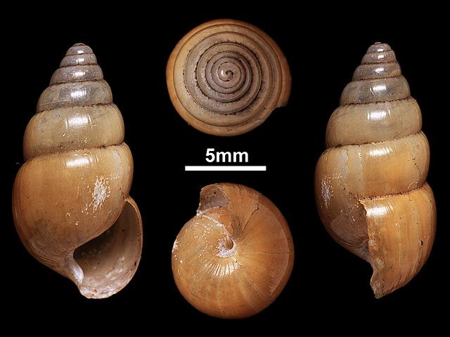 image of Glessula punctogallana (c)