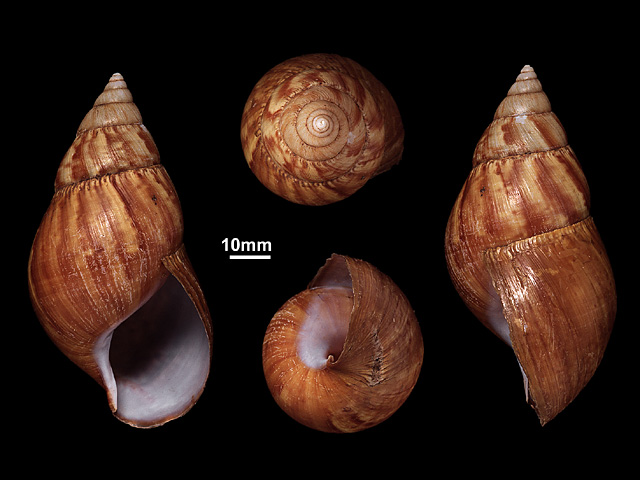 image of Achatina fulica