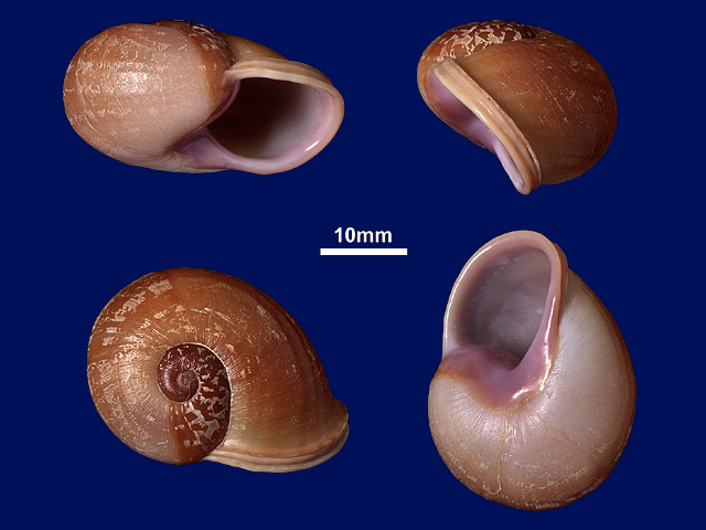 image of Oligospira skinneri (b)