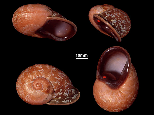 image of Oligospira waltoni