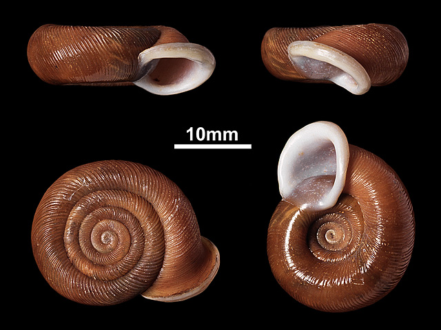 image of C.adamsi var.hinidunensis
