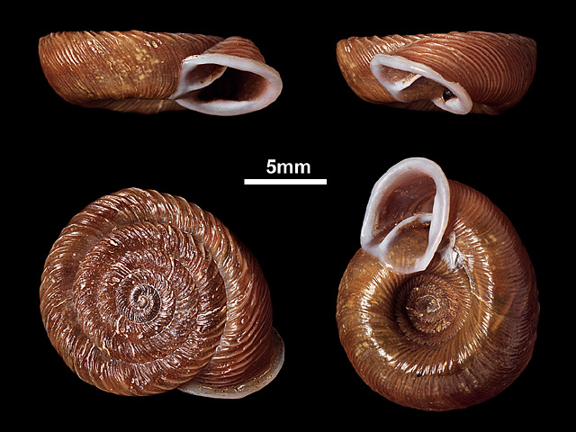 image of Corilla beddomeae (a)