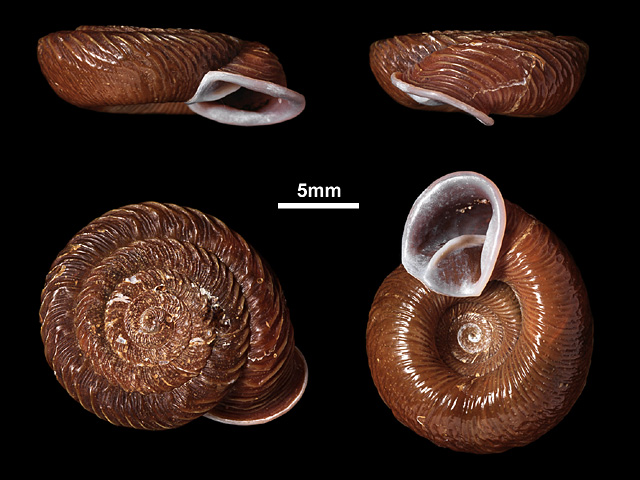 image of Corilla beddomeae (b)