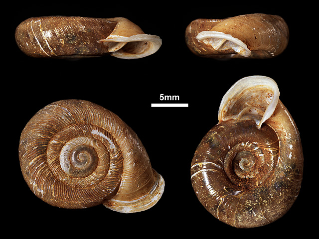 image of Corilla colletti (a)