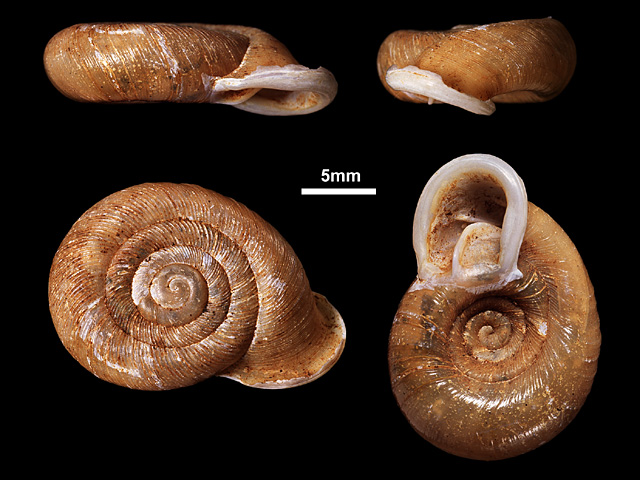 image of Corilla colletti (b)