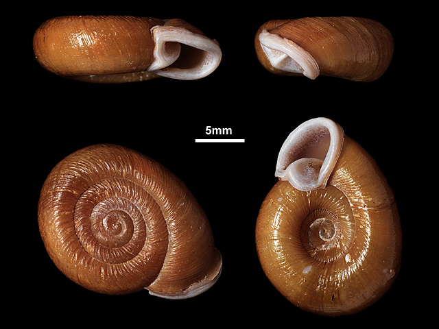 image of Corilla erronea (a)