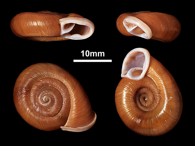 image of Corilla erronea (b)