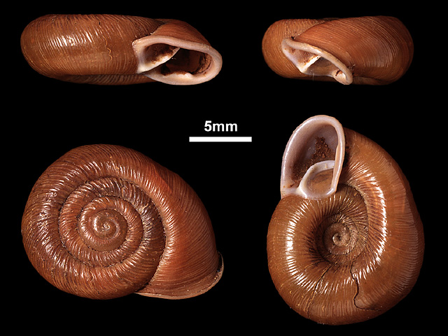 image of C.erronea var.eronella (a)