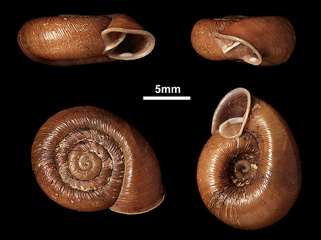 image of C.erronea var.eronella (b)