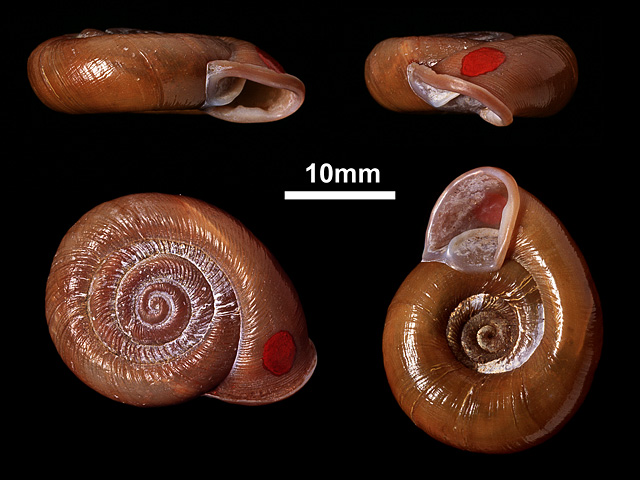 image of Corilla fryae