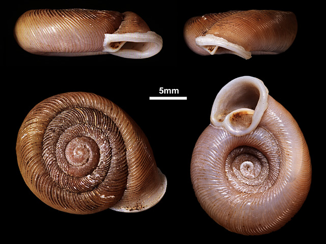 image of Corilla gudei (b)