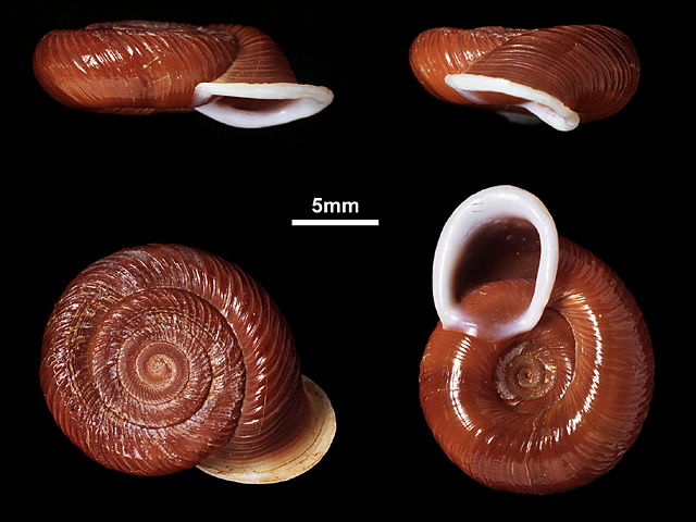 image of Corilla lesleyae (a)