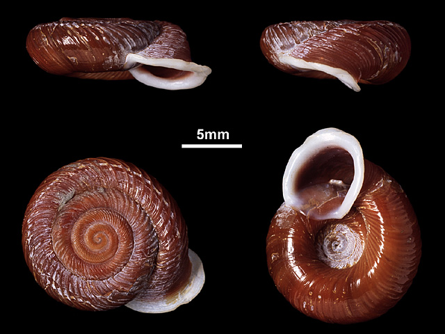 image of Corilla lesleyae (b)