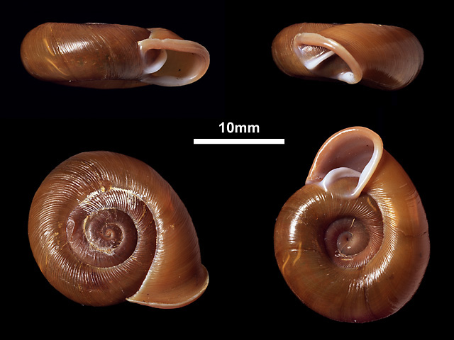 image of Corilla odontophora