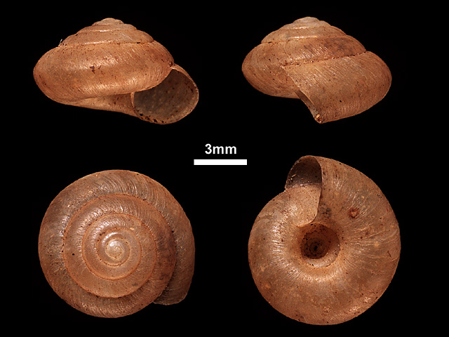 image of Landouria radleyi (a)