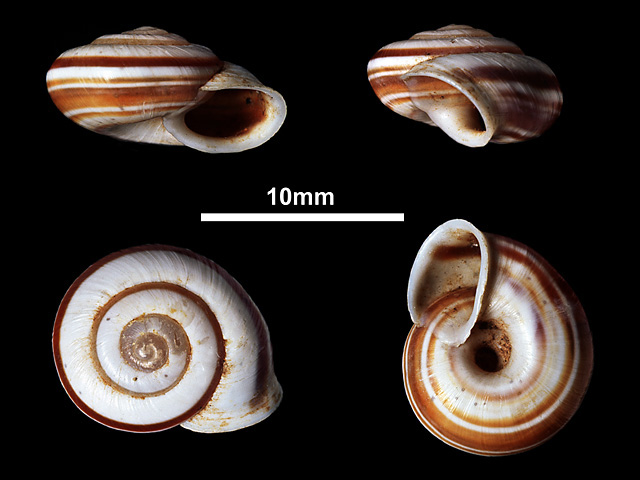image of Bradybaena similaris (a)