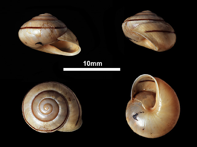 image of Bradybaena similaris (c)