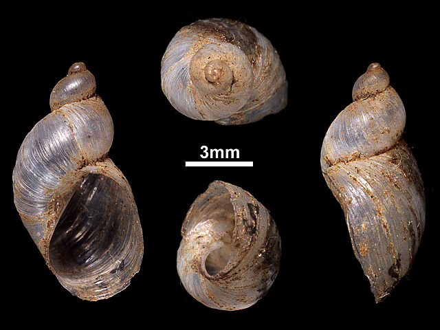 image of Succinea ceylanica (b)