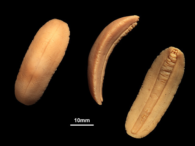 image of Semperula siamensis