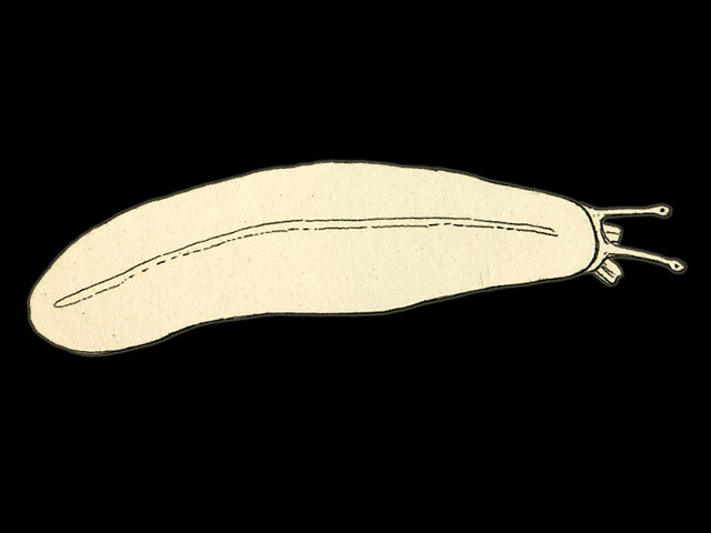 image of Semperula maculata (b)