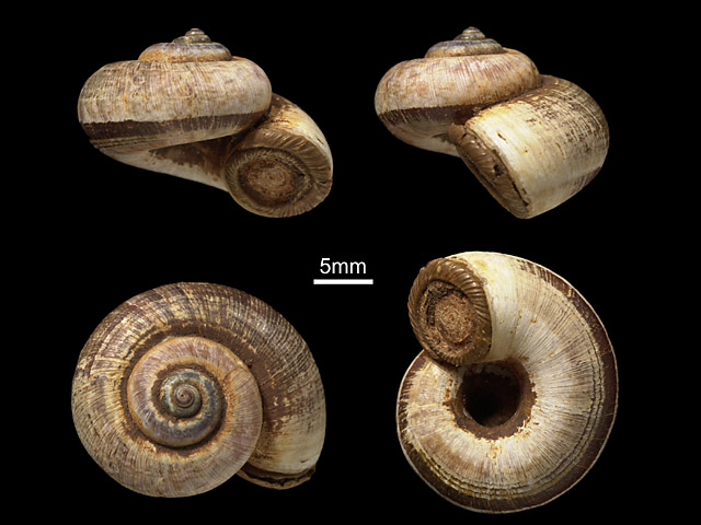 image of Aulopoma itieri