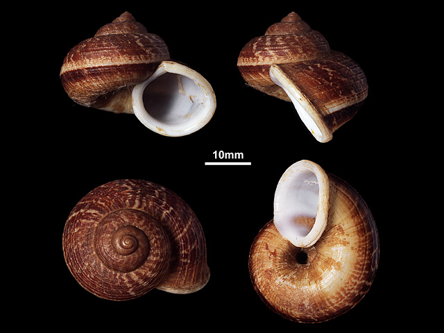 image of Cyclophorus ceylanicus (a)