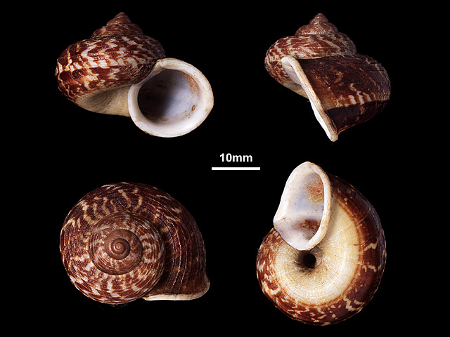 image of Cyclophorus ceylanicus (b)