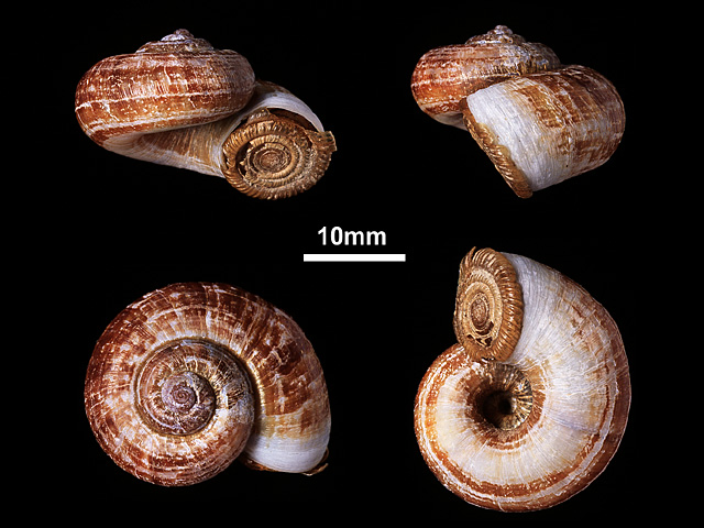image of Aulopoma grande (b)