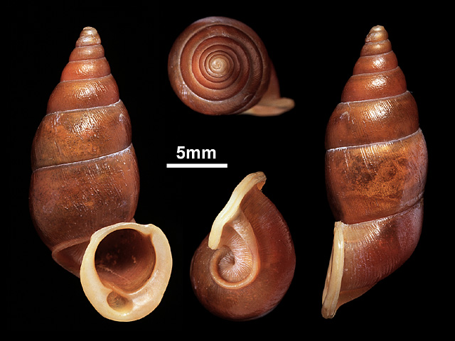 image of Tortulosa eurytrema (b)