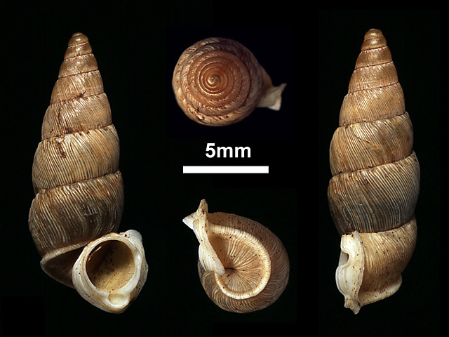 image of Tortulosa greeni (a)