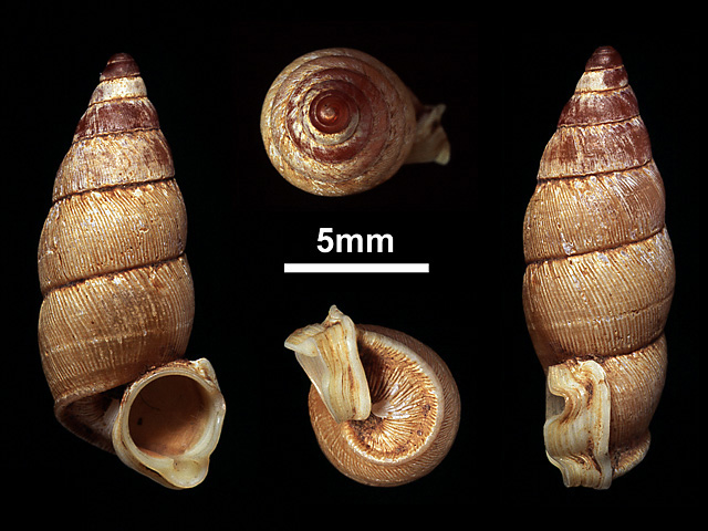 image of Tortulosa greeni (b)