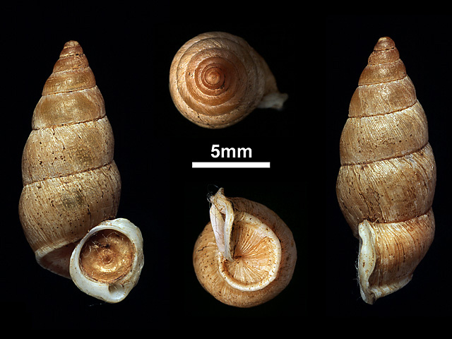 image of T.greeni var.robusta