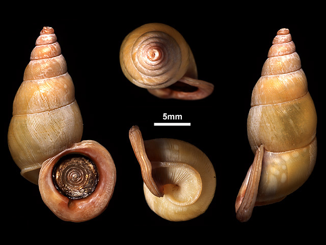 image of Tortulosa haemastoma