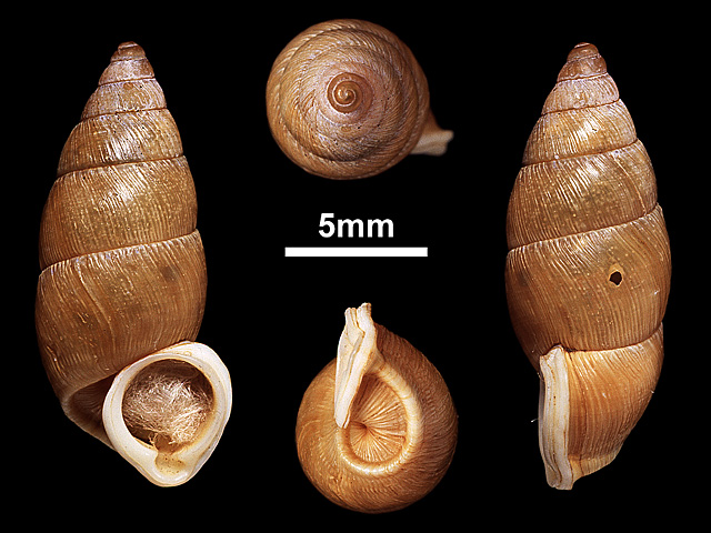 image of Tortulosa layardi (b)