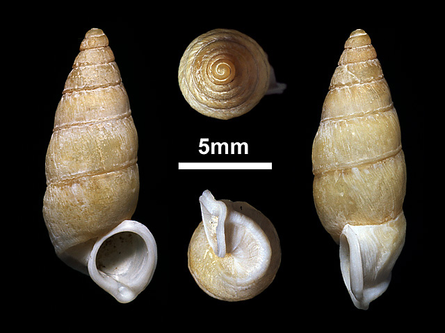 image of Tortulosa marginata
