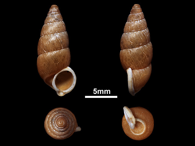 image of T.marginata var.crenulata