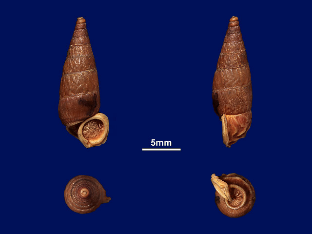 image of T.marginata var.notata