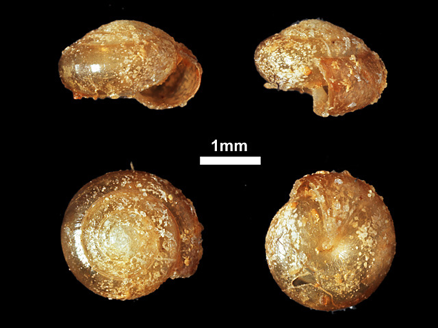 image of Philalanka edithae