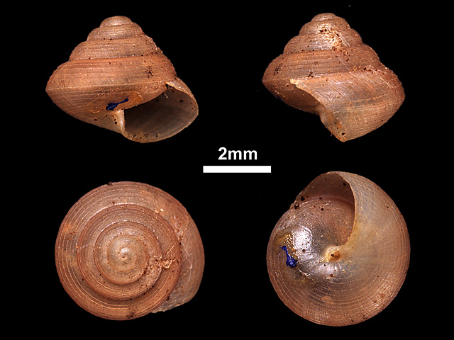 image of Philalanka liratula (a)