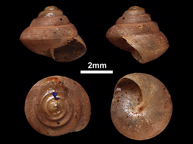 image of Philalanka liratula (b)
